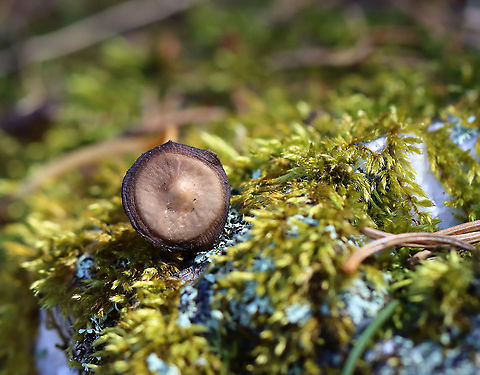 Mushroom - Mycena sp. Habitat: Growing on the ground in a small cluster; mixed forest
https://www.jungledragon.com/image/126301/mushroom_-_mycena_sp.html Geotagged,Mycena,Spring,United States,fungus,mushroom