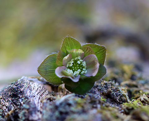 Sharp-lobed Hepatica - Anemone acutiloba Habitat: Swampy, mixed forest
https://www.jungledragon.com/image/126306/sharp-lobed_hepatica_-_anemone_acutiloba.html Anemone acutiloba,Geotagged,Sharp-lobed Hepatica,Spring,United States