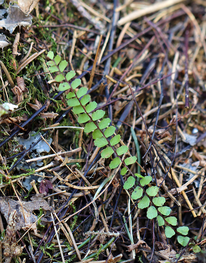 Maidenhair Spleenwort - Asplenium trichomanes Habitat: Swampy, mixed forest<br />
 Adiantum,Asplenium trichomanes,Geotagged,Maidenhair spleenwort,Spring,United States,fern