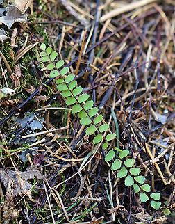 Maidenhair Spleenwort - Asplenium trichomanes Habitat: Swampy, mixed forest
 Adiantum,Asplenium trichomanes,Geotagged,Maidenhair spleenwort,Spring,United States,fern