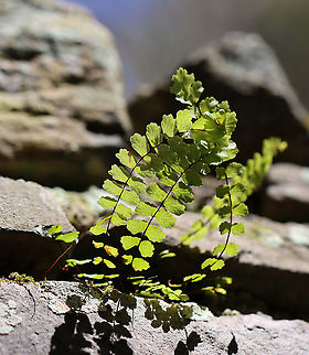 Maidenhair Fern - Adiantum pedatum Habitat: Swampy, mixed forest
 Adiantum pedatum,Geotagged,Northern maidenhair fern,Spring,United States