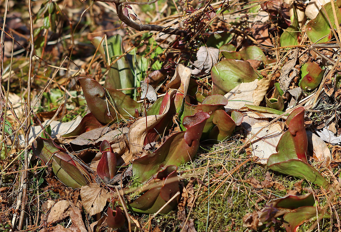 Northern Pitcher Plant - Sarracenia purpurea This plant has pitcher-like leaves that collect water. Insects that are attracted to the plant fall into the pitcher and then have a hard time crawling back out because the bottom of the pitchers have smooth surfaces, in addition to recurved hairs near the top. So, trapped insects will eventually fall into the water that collects at the bottom of the pitcher and drown. The plant secretes enzymes, which help digest the insects. However, most of the breakdown is passive and results from bacterial activity.<br />
<br />
Habitat: Bog Carnivorous plant,Geotagged,Purple pitcher plant,Sarracenia,Sarracenia purpurea,Spring,United States,pitcher plant