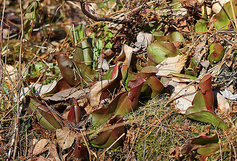 Northern Pitcher Plant - Sarracenia purpurea This plant has pitcher-like leaves that collect water. Insects that are attracted to the plant fall into the pitcher and then have a hard time crawling back out because the bottom of the pitchers have smooth surfaces, in addition to recurved hairs near the top. So, trapped insects will eventually fall into the water that collects at the bottom of the pitcher and drown. The plant secretes enzymes, which help digest the insects. However, most of the breakdown is passive and results from bacterial activity.

Habitat: Bog Carnivorous plant,Geotagged,Purple pitcher plant,Sarracenia,Sarracenia purpurea,Spring,United States,pitcher plant