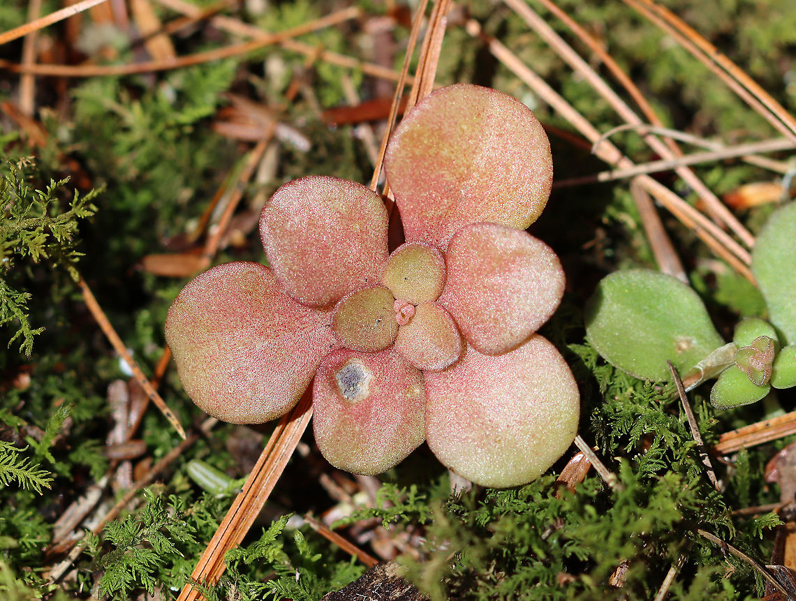 Woodland Stonecrop - Sedum ternatum I wonder if the spot on the lower leaf is a leaf mine. It might just be a rotten spot or a spot caused by some sort of mechanical damage, but I&#039;m curious.<br />
<br />
Habitat: Bog Geotagged,Sedum ternatum,Spring,United States,Woodland stonecrop,sedum,stonecrop