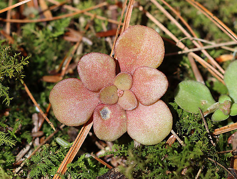 Woodland Stonecrop - Sedum ternatum I wonder if the spot on the lower leaf is a leaf mine. It might just be a rotten spot or a spot caused by some sort of mechanical damage, but I'm curious.

Habitat: Bog Geotagged,Sedum ternatum,Spring,United States,Woodland stonecrop,sedum,stonecrop