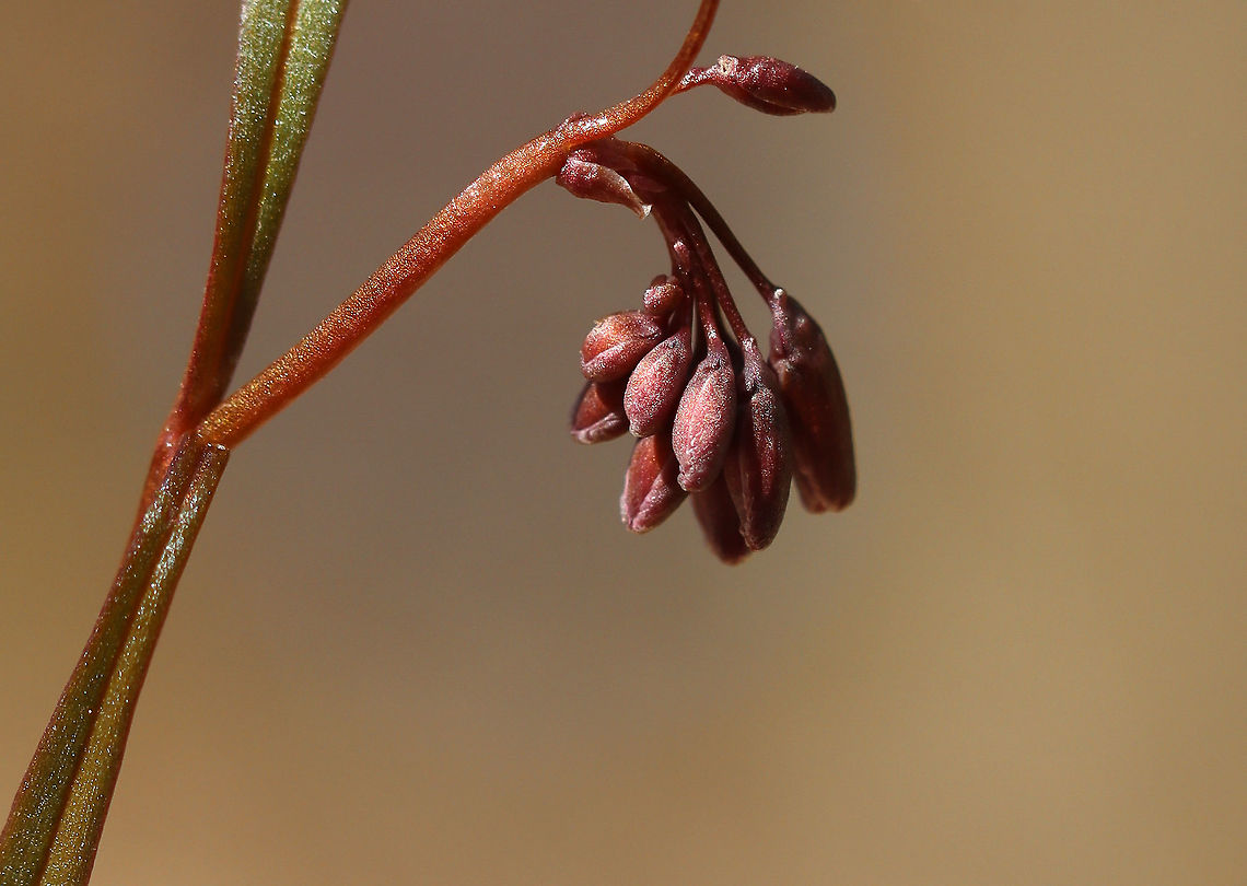 Spring Beauty - Claytonia virginica Habitat: Mixed forest<br />
<figure class="photo"><a href="https://www.jungledragon.com/image/126315/spring_beauty_-_claytonia_virginica.html" title="Spring Beauty - Claytonia virginica"><img src="https://s3.amazonaws.com/media.jungledragon.com/images/3232/126315_thumb.jpg?AWSAccessKeyId=05GMT0V3GWVNE7GGM1R2&Expires=1769040010&Signature=pn7jjMv1Vtd4IAEi%2FXExjg3aUuc%3D" width="118" height="152" alt="Spring Beauty - Claytonia virginica Habitat: Mixed forest<br />
https://www.jungledragon.com/image/126314/spring_beauty_-_claytonia_virginica.html Claytonia,Claytonia virginica,Geotagged,Spring,United States,Virginia Spring Beauty" /></a></figure> Claytonia virginica,Geotagged,Spring,United States,Virginia Spring Beauty