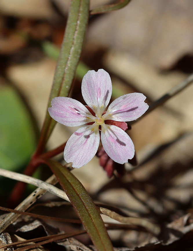Spring Beauty - Claytonia virginica Habitat: Mixed forest<br />
<figure class="photo"><a href="https://www.jungledragon.com/image/126314/spring_beauty_-_claytonia_virginica.html" title="Spring Beauty - Claytonia virginica"><img src="https://s3.amazonaws.com/media.jungledragon.com/images/3232/126314_thumb.jpg?AWSAccessKeyId=05GMT0V3GWVNE7GGM1R2&Expires=1769040010&Signature=00EMDKE3znjG5828SvdXQvQvWGY%3D" width="200" height="144" alt="Spring Beauty - Claytonia virginica Habitat: Mixed forest<br />
https://www.jungledragon.com/image/126315/spring_beauty_-_claytonia_virginica.html Claytonia virginica,Geotagged,Spring,United States,Virginia Spring Beauty" /></a></figure> Claytonia,Claytonia virginica,Geotagged,Spring,United States,Virginia Spring Beauty