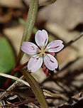 Spring Beauty - Claytonia virginica Habitat: Mixed forest<br />
https://www.jungledragon.com/image/126314/spring_beauty_-_claytonia_virginica.html Claytonia,Claytonia virginica,Geotagged,Spring,United States,Virginia Spring Beauty