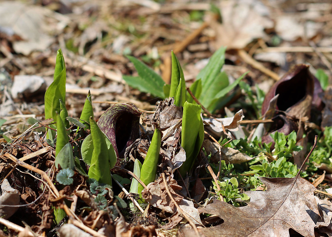 Skunk Cabbage - Symplocarpus foetidus Habitat: Growing near the edge of a bog Eastern skunk cabbage,Geotagged,Spring,Symplocarpus,Symplocarpus foetidus,United States