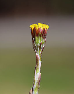 Coltsfoot - Tussilago farfara Habitat:Bog Coltsfoot,Geotagged,Spring,Tussilago,Tussilago farfara,United States