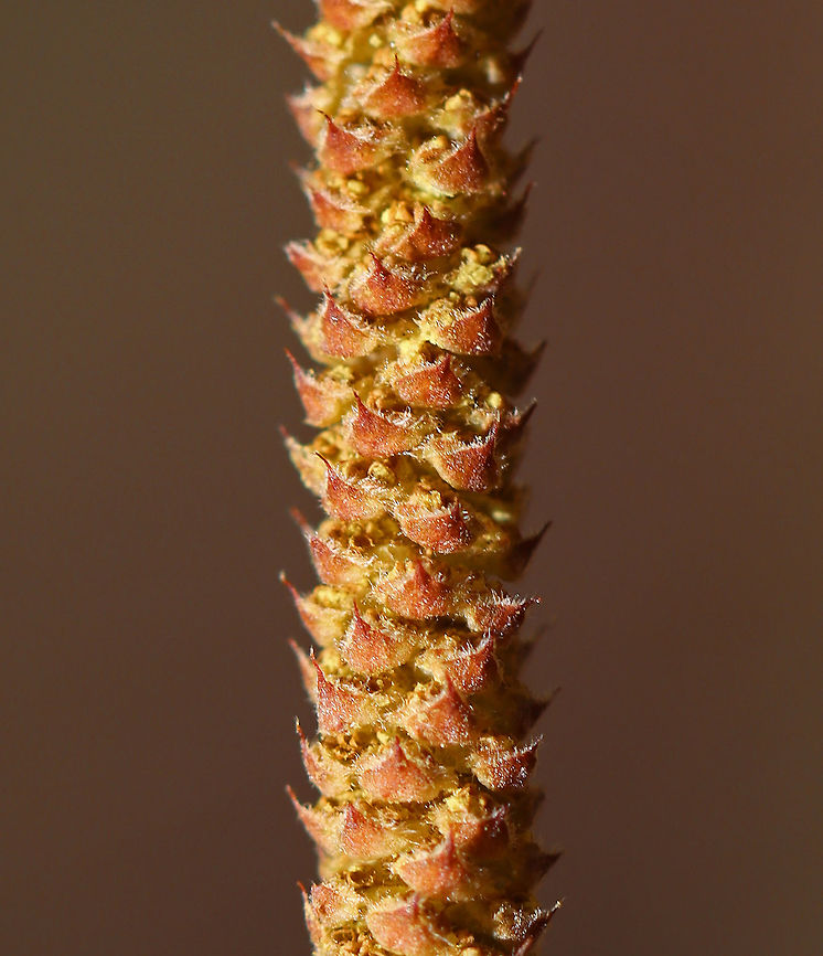 American Hazelnut (Male flowers) - Corylus americana Male flowers appear during the spring as 5-7 cm long, yellowish brown catkins.<br />
<br />
Habitat: Mixed forest<br />
<figure class="photo"><a href="https://www.jungledragon.com/image/126375/american_hazelnut_male_flowers_-_corylus_americana.html" title="American Hazelnut (Male flowers) - Corylus americana"><img src="https://s3.amazonaws.com/media.jungledragon.com/images/3232/126375_thumb.jpg?AWSAccessKeyId=05GMT0V3GWVNE7GGM1R2&Expires=1759968010&Signature=zBYVAWJNbL83KwA9M1LqXJckUTY%3D" width="112" height="152" alt="American Hazelnut (Male flowers) - Corylus americana Male flowers appear during the spring as 5-7 cm long, yellowish brown catkins.<br />
<br />
Habitat: Mixed forest<br />
https://www.jungledragon.com/image/126374/american_hazelnut_male_flowers_-_corylus_americana.html American hazelnut,Corylus americana,Geotagged,Spring,United States" /></a></figure> American hazelnut,Corylus,Corylus americana,Geotagged,Spring,United States,hazelnut