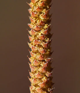 American Hazelnut (Male flowers) - Corylus americana Male flowers appear during the spring as 5-7 cm long, yellowish brown catkins.

Habitat: Mixed forest
https://www.jungledragon.com/image/126375/american_hazelnut_male_flowers_-_corylus_americana.html American hazelnut,Corylus,Corylus americana,Geotagged,Spring,United States,hazelnut