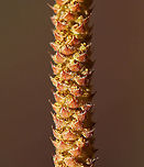 American Hazelnut (Male flowers) - Corylus americana Male flowers appear during the spring as 5-7 cm long, yellowish brown catkins.<br />
<br />
Habitat: Mixed forest<br />
https://www.jungledragon.com/image/126375/american_hazelnut_male_flowers_-_corylus_americana.html American hazelnut,Corylus,Corylus americana,Geotagged,Spring,United States,hazelnut