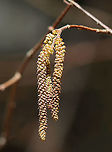American Hazelnut (Male flowers) - Corylus americana Male flowers appear during the spring as 5-7 cm long, yellowish brown catkins.<br />
<br />
Habitat: Mixed forest<br />
https://www.jungledragon.com/image/126374/american_hazelnut_male_flowers_-_corylus_americana.html American hazelnut,Corylus americana,Geotagged,Spring,United States