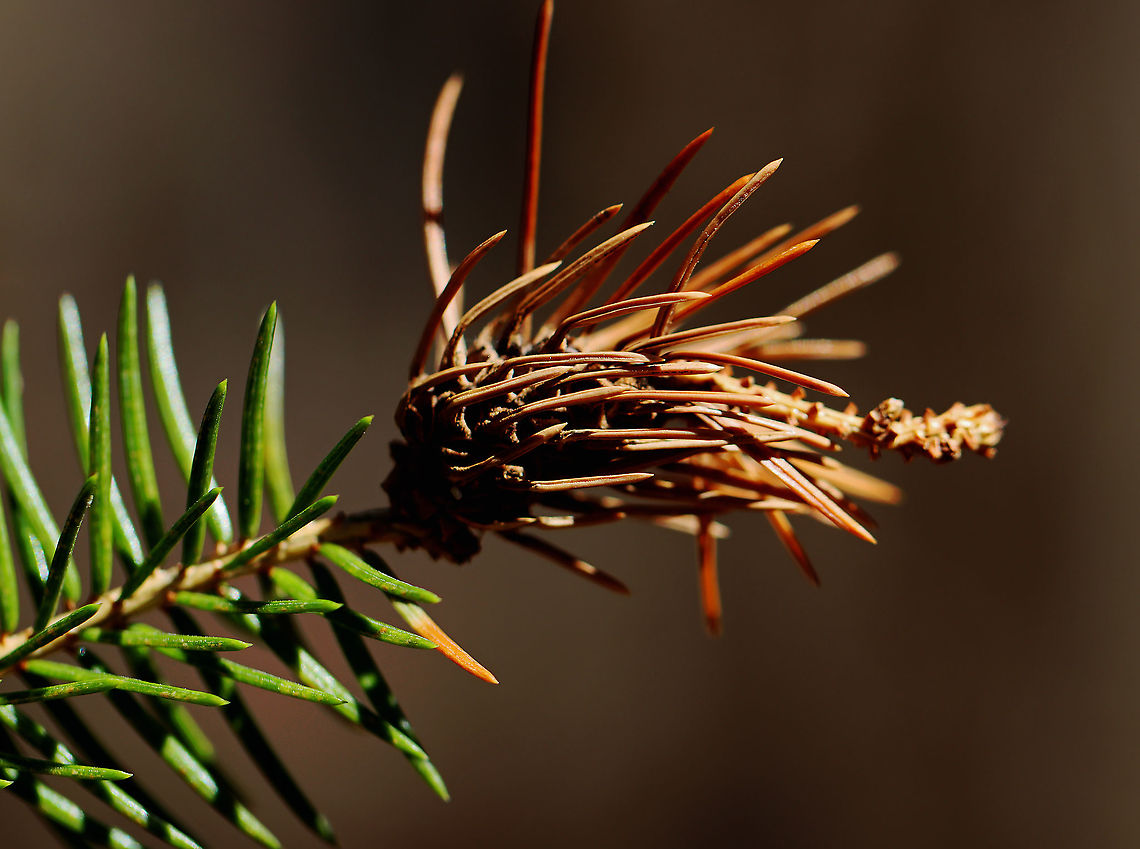 Pineapple Gall - Adelges abietis Adelgids overwinter as nymphs on twigs near the terminal buds. They mature around early May and lay their eggs, which hatch in about a week. The young insects then begin to feed on the buds that had been fed on by the overwintering nymphs previously. This feeding induces abnormal growth of plant cells and the progressive enlargement at the bases of infected needles. Eventually, the enlarging needles coalesce and form a characteristic pineapple-shaped gall within which the insect lives and grows. The galls split and the mature adelgids emerge, develop wings, fly to the needles of the same or some other spruce where lay eggs at the base of the new growth. The eggs soon hatch and the immature forms that emerge will feed until the onset of cold weather, overwinter at the needle bases and then resume their life cycle the following spring.<br />
<br />
Oddly, only females of this adelgid are known to occur.<br />
<br />
Habitat: Spruce (Picea sp.); mixed forest Adelges,Adelges abietis,Geotagged,Picea,Pineapple gall adelgid,Spring,United States,adelgid,gall,spruce,spruce gall