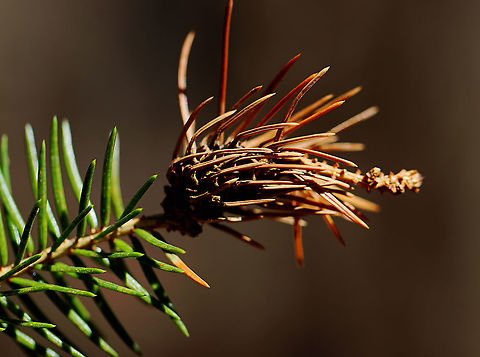 Pineapple Gall - Adelges abietis Adelgids overwinter as nymphs on twigs near the terminal buds. They mature around early May and lay their eggs, which hatch in about a week. The young insects then begin to feed on the buds that had been fed on by the overwintering nymphs previously. This feeding induces abnormal growth of plant cells and the progressive enlargement at the bases of infected needles. Eventually, the enlarging needles coalesce and form a characteristic pineapple-shaped gall within which the insect lives and grows. The galls split and the mature adelgids emerge, develop wings, fly to the needles of the same or some other spruce where lay eggs at the base of the new growth. The eggs soon hatch and the immature forms that emerge will feed until the onset of cold weather, overwinter at the needle bases and then resume their life cycle the following spring.

Oddly, only females of this adelgid are known to occur.

Habitat: Spruce (Picea sp.); mixed forest Adelges,Adelges abietis,Geotagged,Picea,Pineapple gall adelgid,Spring,United States,adelgid,gall,spruce,spruce gall