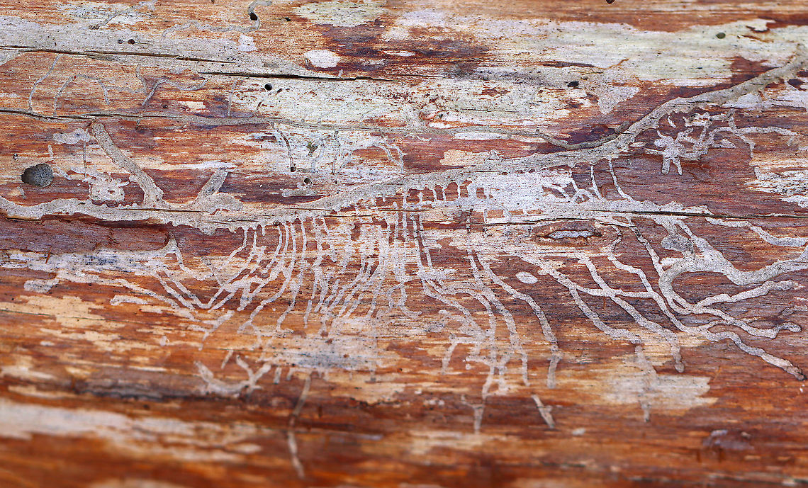 Beetle Art Beetle galleries make such interesting patterns under bark.<br />
<br />
Habitat: Pine (Pinus sp.); mixed forest Coleoptera,Geotagged,Spring,United States,beetle,beetle galleries,galleries,galleries under bark,signs of wildlife