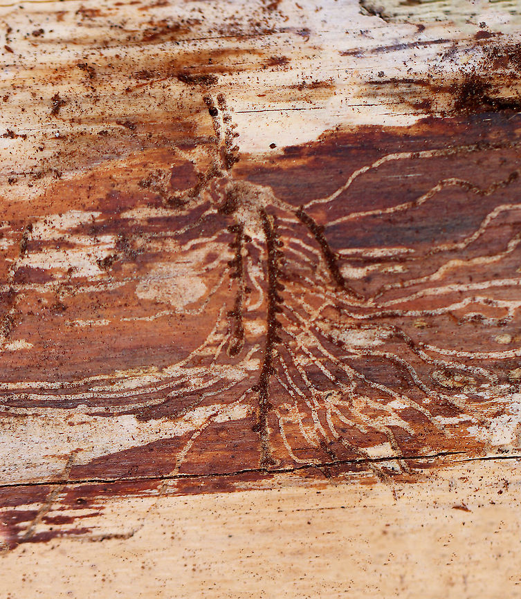 Beetle Art Beetle galleries make such interesting patterns under bark.<br />
<br />
Habitat: Pine (Pinus sp.); mixed forest Geotagged,Spring,United States,beetle galleries,galleries