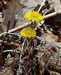 Coltsfoot - Tussilago farfara Habitat: Deciduous forest<br />
https://www.jungledragon.com/image/126395/coltsfoot_-_tussilago_farfara.html<br />
https://www.jungledragon.com/image/126394/coltsfoot_-_tussilago_farfara.html<br />
https://www.jungledragon.com/image/126392/coltsfoot_-_tussilago_farfara.html Coltsfoot,Geotagged,Spring,Tussilago,Tussilago farfara,United States