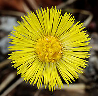 Coltsfoot - Tussilago farfara Habitat: Deciduous forest<br />
https://www.jungledragon.com/image/126395/coltsfoot_-_tussilago_farfara.html<br />
https://www.jungledragon.com/image/126394/coltsfoot_-_tussilago_farfara.html<br />
https://www.jungledragon.com/image/126392/coltsfoot_-_tussilago_farfara.html Coltsfoot,Geotagged,Spring,Tussilago farfara,United States