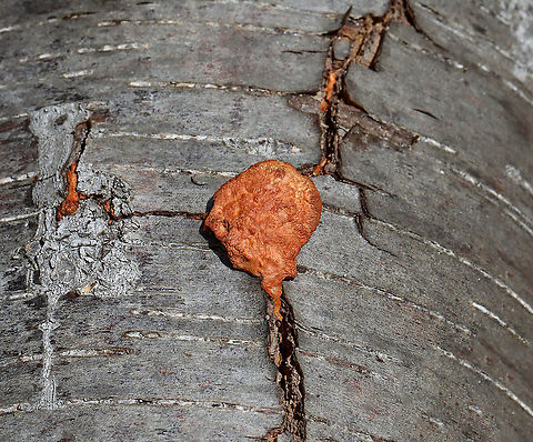 Cinnabar Polypore - Trametes cinnabarina Neon orange polypore; Stem was absent; Flesh was tough and orange in color. The pores were bright orange with 2-4 round/angular pores per mm. 

Habitat: Growing on hardwood; deciduous forest
https://www.jungledragon.com/image/126402/cinnabar_polypore_-_trametes_cinnabarina.html Cinnabar-red Polypore,Geotagged,Spring,Trametes cinnabarina,United States,fungus,mushroom,polypore,trametes