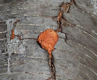 Cinnabar Polypore - Trametes cinnabarina Neon orange polypore; Stem was absent; Flesh was tough and orange in color. The pores were bright orange with 2-4 round/angular pores per mm. <br />
<br />
Habitat: Growing on hardwood; deciduous forest<br />
https://www.jungledragon.com/image/126402/cinnabar_polypore_-_trametes_cinnabarina.html Cinnabar-red Polypore,Geotagged,Spring,Trametes cinnabarina,United States,fungus,mushroom,polypore,trametes