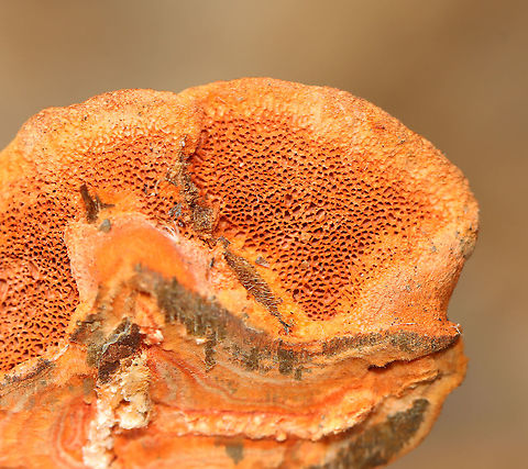 Cinnabar Polypore - Trametes cinnabarina Neon orange polypore; Stem was absent; Flesh was tough and orange in color. The pores were bright orange with 2-4 round/angular pores per mm.

Habitat: Growing on hardwood; deciduous forest
https://www.jungledragon.com/image/126401/cinnabar_polypore_-_trametes_cinnabarina.html Cinnabar-red Polypore,Geotagged,Spring,Trametes cinnabarina,United States