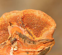 Cinnabar Polypore - Trametes cinnabarina Neon orange polypore; Stem was absent; Flesh was tough and orange in color. The pores were bright orange with 2-4 round/angular pores per mm.<br />
<br />
Habitat: Growing on hardwood; deciduous forest<br />
https://www.jungledragon.com/image/126401/cinnabar_polypore_-_trametes_cinnabarina.html Cinnabar-red Polypore,Geotagged,Spring,Trametes cinnabarina,United States