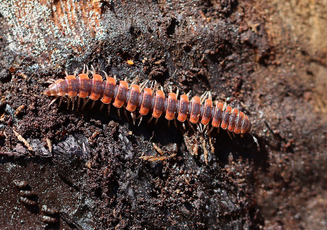 Flat-backed Millipede - Pseudopolydesmus canadensis *Tentative ID -- It could also be Pseudopolydesmus serratus, but the red makes me suspect Pseudopolydesmus canadensis instead.<br />
<br />
Habitat: Under rotting wood Flat-backed Millipede,Geotagged,Pseudopolydesmus,Pseudopolydesmus canadensis,Spring,United States,millipede