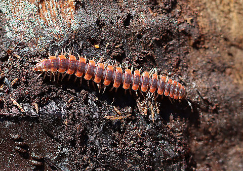 Flat-backed Millipede - Pseudopolydesmus canadensis *Tentative ID -- It could also be Pseudopolydesmus serratus, but the red makes me suspect Pseudopolydesmus canadensis instead.

Habitat: Under rotting wood Flat-backed Millipede,Geotagged,Pseudopolydesmus,Pseudopolydesmus canadensis,Spring,United States,millipede