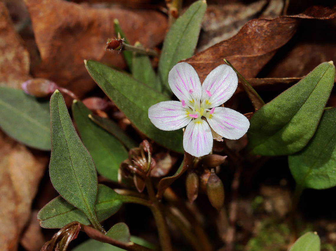 Carolina Spring Beauty - Claytonia caroliniana Habitat: Deciduous forest Carolina springbeauty,Claytonia,Claytonia caroliniana,Geotagged,Spring,Spring Beauty,United States