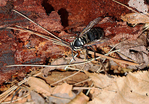 Bald-faced Hornet (Queen) - Dolichovespula maculata I found this little lady crawling around in the leaf litter. She was sluggish and appeared to just be waking up for spring. 

Fertilized bald-faced hornet queens overwinter in safe locations, and then start new colonies in the spring. When she becomes active in the spring, she will collect cellulose from rotting wood, chew it up, add some saliva, and then uses this wood/spit concoction to make a nest. Next, she will rear the first brood on her own until they are functional. This first generation will then assume the duties of nest building, food collection, feeding larvae, and protecting the nest.

Habitat: Mixed forest Bald-faced hornet,Dolichovespula,Dolichovespula maculata,Geotagged,Spring,United States,hornet,hornet queen
