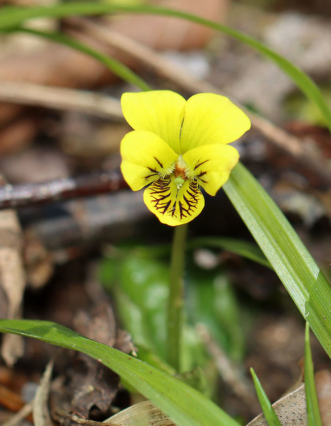Roundleaf Yellow Violet - Viola  rotundifolia Habitat: Deciduous forest Geotagged,Roundleaf Yellow Violet,Spring,United States,Viola  rotundifolia,viola,violet