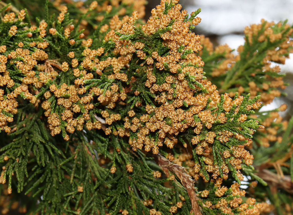 Eastern Red Cedar Flowers - Juniperus virginiana Habitat: Mixed forest edge Eastern Red-cedar,Geotagged,Juniperus,Juniperus virginiana,Spring,United States,cedar,cedar flowers