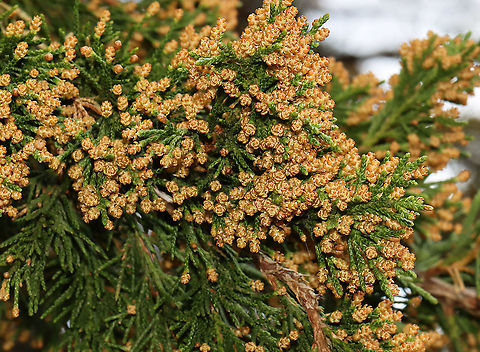 Eastern Red Cedar Flowers - Juniperus virginiana Habitat: Mixed forest edge Eastern Red-cedar,Geotagged,Juniperus,Juniperus virginiana,Spring,United States,cedar,cedar flowers