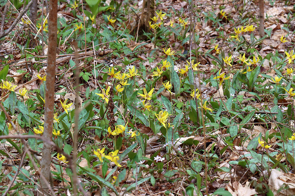 Yellow Trout Lily - Erythronium americanum The woods are blanketed with trout lily in early spring.<br />
<br />
Habitat: Deciduous forest Erythronium,Erythronium americanum,Geotagged,Spring,United States,Yellow trout lily,trout lily
