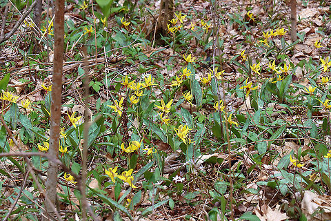 Yellow Trout Lily - Erythronium americanum The woods are blanketed with trout lily in early spring.

Habitat: Deciduous forest Erythronium,Erythronium americanum,Geotagged,Spring,United States,Yellow trout lily,trout lily