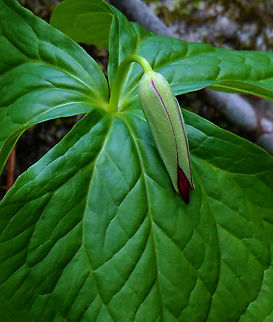Red Trillium - Trillium erectum Habitat: Mixed forest Geotagged,Red trillium,Spring,Trillium,Trillium erectum,United States