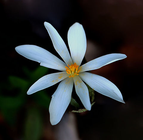 Bloodroot - Sanguinaria canadensis Habitat: Wet, mixed forest Bloodroot,Geotagged,Papaveraceae,Sanguinaria,Sanguinaria canadensis,Spring,United States