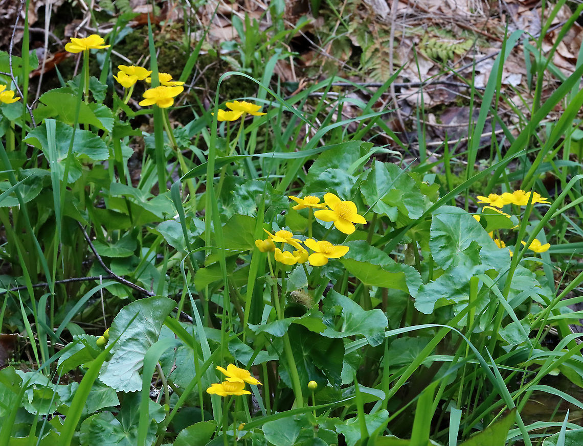Marsh Marigold - Caltha palustris Habitat: Growing near a stream; mixed forest Caltha,Caltha palustris,Geotagged,Marsh Marigold,Spring,United States,kingcup