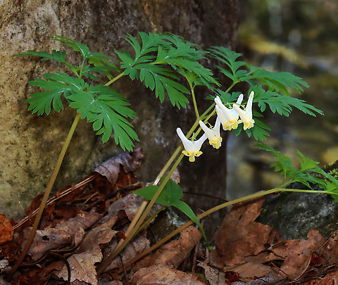 Dutchman's Breeches - Dicentra cucullaria Habitat: Wet, mixed forest Dicentra,Dicentra cucullaria,Dutchman's breeches,Geotagged,Spring,United States