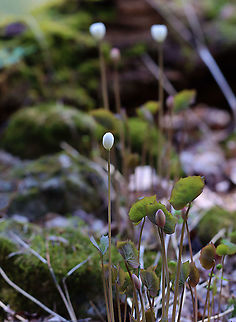 Twinleaf - Jeffersonia diphylla Habitat: Wet, mossy, mixed forest
https://www.jungledragon.com/image/126523/twinleaf_-_jeffersonia_diphylla.html
https://www.jungledragon.com/image/126525/twinleaf_-_jeffersonia_diphylla.html
https://www.jungledragon.com/image/126524/twinleaf_-_jeffersonia_diphylla.html Geotagged,Jeffersonia diphylla,Spring,Twinleaf,United States