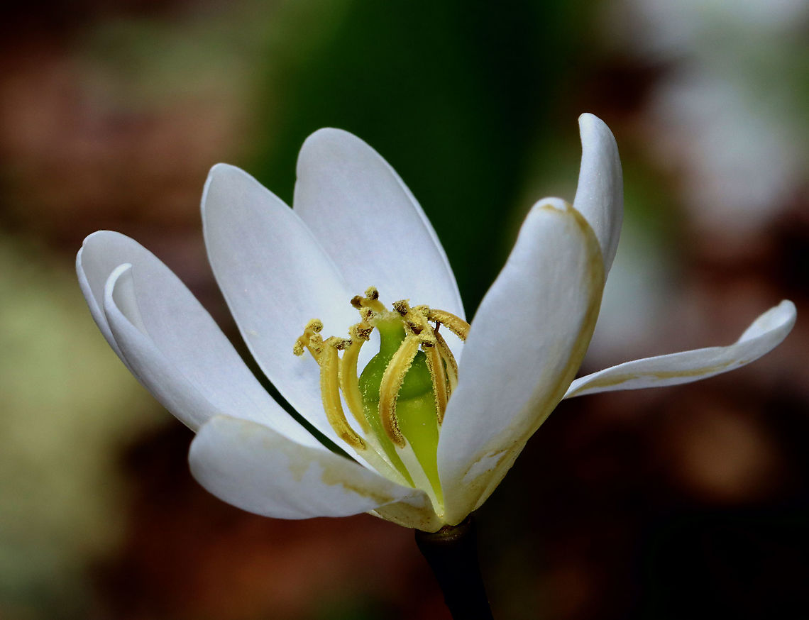Twinleaf - Jeffersonia diphylla Habitat: Wet, mossy, mixed forest<br />
<figure class="photo"><a href="https://www.jungledragon.com/image/126523/twinleaf_-_jeffersonia_diphylla.html" title="Twinleaf - Jeffersonia diphylla"><img src="https://s3.amazonaws.com/media.jungledragon.com/images/3232/126523_thumb.jpg?AWSAccessKeyId=05GMT0V3GWVNE7GGM1R2&Expires=1769040010&Signature=UsqXp9LMK1sSs0usM4Rp1fvmfVY%3D" width="112" height="152" alt="Twinleaf - Jeffersonia diphylla Habitat: Wet, mossy, mixed forest<br />
https://www.jungledragon.com/image/126523/twinleaf_-_jeffersonia_diphylla.html<br />
https://www.jungledragon.com/image/126525/twinleaf_-_jeffersonia_diphylla.html<br />
https://www.jungledragon.com/image/126524/twinleaf_-_jeffersonia_diphylla.html Geotagged,Jeffersonia diphylla,Spring,Twinleaf,United States" /></a></figure><br />
<figure class="photo"><a href="https://www.jungledragon.com/image/126525/twinleaf_-_jeffersonia_diphylla.html" title="Twinleaf - Jeffersonia diphylla"><img src="https://s3.amazonaws.com/media.jungledragon.com/images/3232/126525_thumb.jpg?AWSAccessKeyId=05GMT0V3GWVNE7GGM1R2&Expires=1769040010&Signature=w2c6LFfmUzjLbYocnBJ4E8hBd8o%3D" width="110" height="152" alt="Twinleaf - Jeffersonia diphylla Habitat: Wet, mossy, mixed forest<br />
https://www.jungledragon.com/image/126523/twinleaf_-_jeffersonia_diphylla.html<br />
https://www.jungledragon.com/image/126525/twinleaf_-_jeffersonia_diphylla.html<br />
https://www.jungledragon.com/image/126524/twinleaf_-_jeffersonia_diphylla.html Geotagged,Jeffersonia diphylla,Spring,Twinleaf,United States" /></a></figure><br />
<figure class="photo"><a href="https://www.jungledragon.com/image/126524/twinleaf_-_jeffersonia_diphylla.html" title="Twinleaf - Jeffersonia diphylla"><img src="https://s3.amazonaws.com/media.jungledragon.com/images/3232/126524_thumb.jpg?AWSAccessKeyId=05GMT0V3GWVNE7GGM1R2&Expires=1769040010&Signature=N%2FzHrq7eBk6O1ZnxdkeBc3Xzjk4%3D" width="200" height="154" alt="Twinleaf - Jeffersonia diphylla Habitat: Wet, mossy, mixed forest<br />
https://www.jungledragon.com/image/126523/twinleaf_-_jeffersonia_diphylla.html<br />
https://www.jungledragon.com/image/126525/twinleaf_-_jeffersonia_diphylla.html<br />
https://www.jungledragon.com/image/126524/twinleaf_-_jeffersonia_diphylla.html Geotagged,Jeffersonia,Jeffersonia diphylla,Spring,Twinleaf,United States" /></a></figure> Geotagged,Jeffersonia,Jeffersonia diphylla,Spring,Twinleaf,United States