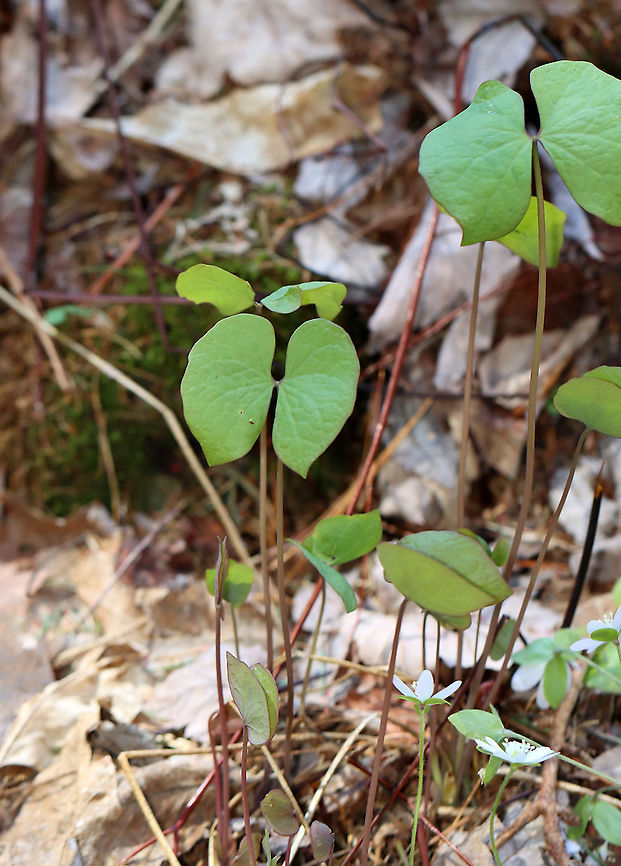 Twinleaf - Jeffersonia diphylla Habitat: Wet, mossy, mixed forest<br />
<figure class="photo"><a href="https://www.jungledragon.com/image/126523/twinleaf_-_jeffersonia_diphylla.html" title="Twinleaf - Jeffersonia diphylla"><img src="https://s3.amazonaws.com/media.jungledragon.com/images/3232/126523_thumb.jpg?AWSAccessKeyId=05GMT0V3GWVNE7GGM1R2&Expires=1759968010&Signature=DF4j83pm%2BMq8n3VHBHltR92r3gs%3D" width="112" height="152" alt="Twinleaf - Jeffersonia diphylla Habitat: Wet, mossy, mixed forest<br />
https://www.jungledragon.com/image/126523/twinleaf_-_jeffersonia_diphylla.html<br />
https://www.jungledragon.com/image/126525/twinleaf_-_jeffersonia_diphylla.html<br />
https://www.jungledragon.com/image/126524/twinleaf_-_jeffersonia_diphylla.html Geotagged,Jeffersonia diphylla,Spring,Twinleaf,United States" /></a></figure><br />
<figure class="photo"><a href="https://www.jungledragon.com/image/126525/twinleaf_-_jeffersonia_diphylla.html" title="Twinleaf - Jeffersonia diphylla"><img src="https://s3.amazonaws.com/media.jungledragon.com/images/3232/126525_thumb.jpg?AWSAccessKeyId=05GMT0V3GWVNE7GGM1R2&Expires=1759968010&Signature=1ht3YCxjolZq0JgrHDqgQsgSLCY%3D" width="110" height="152" alt="Twinleaf - Jeffersonia diphylla Habitat: Wet, mossy, mixed forest<br />
https://www.jungledragon.com/image/126523/twinleaf_-_jeffersonia_diphylla.html<br />
https://www.jungledragon.com/image/126525/twinleaf_-_jeffersonia_diphylla.html<br />
https://www.jungledragon.com/image/126524/twinleaf_-_jeffersonia_diphylla.html Geotagged,Jeffersonia diphylla,Spring,Twinleaf,United States" /></a></figure><br />
<figure class="photo"><a href="https://www.jungledragon.com/image/126524/twinleaf_-_jeffersonia_diphylla.html" title="Twinleaf - Jeffersonia diphylla"><img src="https://s3.amazonaws.com/media.jungledragon.com/images/3232/126524_thumb.jpg?AWSAccessKeyId=05GMT0V3GWVNE7GGM1R2&Expires=1759968010&Signature=4wDcs8X%2BHBPJWNrkBK4Zr6im%2B0c%3D" width="200" height="154" alt="Twinleaf - Jeffersonia diphylla Habitat: Wet, mossy, mixed forest<br />
https://www.jungledragon.com/image/126523/twinleaf_-_jeffersonia_diphylla.html<br />
https://www.jungledragon.com/image/126525/twinleaf_-_jeffersonia_diphylla.html<br />
https://www.jungledragon.com/image/126524/twinleaf_-_jeffersonia_diphylla.html Geotagged,Jeffersonia,Jeffersonia diphylla,Spring,Twinleaf,United States" /></a></figure> Geotagged,Jeffersonia diphylla,Spring,Twinleaf,United States