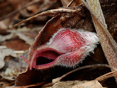 Wild Ginger - Asarum canadense The plants are softly pubescent (aka, very hairy), especially the leaf petiole and flower. The flowers are located at the base of the plant - lying adjacent to the ground.

Habitat: Mixed forest
https://www.jungledragon.com/image/126527/wild_ginger_-_asarum_canadense.html Asarum canadense,Canada wild ginger,Geotagged,Spring,United States