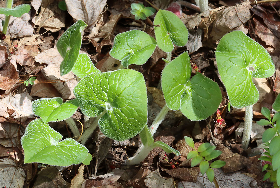 Wild Ginger - Asarum canadense The plants are softly pubescent (aka, very hairy), especially the leaf petiole and flower. The flowers are located at the base of the plant - lying adjacent to the ground.<br />
<br />
Habitat: Mixed forest<br />
<figure class="photo"><a href="https://www.jungledragon.com/image/126526/wild_ginger_-_asarum_canadense.html" title="Wild Ginger - Asarum canadense"><img src="https://s3.amazonaws.com/media.jungledragon.com/images/3232/126526_thumb.jpg?AWSAccessKeyId=05GMT0V3GWVNE7GGM1R2&Expires=1769040010&Signature=17BG97O%2BNJ3pqZXh5t8BuF30D1M%3D" width="200" height="152" alt="Wild Ginger - Asarum canadense The plants are softly pubescent (aka, very hairy), especially the leaf petiole and flower. The flowers are located at the base of the plant - lying adjacent to the ground.<br />
<br />
Habitat: Mixed forest<br />
https://www.jungledragon.com/image/126527/wild_ginger_-_asarum_canadense.html Asarum canadense,Canada wild ginger,Geotagged,Spring,United States" /></a></figure> Asarum,Asarum canadense,Canada wild ginger,Geotagged,Spring,United States,ginger