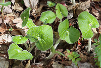 Wild Ginger - Asarum canadense The plants are softly pubescent (aka, very hairy), especially the leaf petiole and flower. The flowers are located at the base of the plant - lying adjacent to the ground.<br />
<br />
Habitat: Mixed forest<br />
https://www.jungledragon.com/image/126526/wild_ginger_-_asarum_canadense.html Asarum,Asarum canadense,Canada wild ginger,Geotagged,Spring,United States,ginger