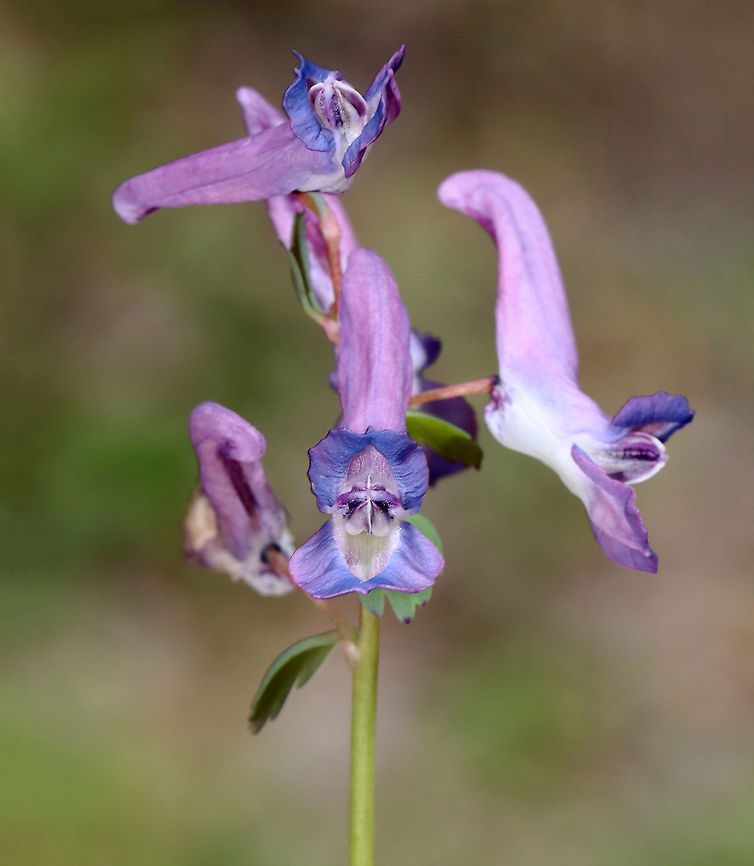 Fumewort - Corydalis solida Habitat: Wet, mixed forest<br />
<figure class="photo"><a href="https://www.jungledragon.com/image/126533/fumewort_-_corydalis_solida.html" title="Fumewort - Corydalis solida"><img src="https://s3.amazonaws.com/media.jungledragon.com/images/3232/126533_thumb.jpg?AWSAccessKeyId=05GMT0V3GWVNE7GGM1R2&Expires=1767225610&Signature=Matmue4qHL4qUO3%2FM7V%2BqSz1k1w%3D" width="118" height="152" alt="Fumewort - Corydalis solida This is the 11,000th photo that I&#039;ve shared on JungleDragon!<br />
<br />
Habitat: Wet, mixed forest<br />
https://www.jungledragon.com/image/126532/fumewort_-_corydalis_solida.html<br />
https://www.jungledragon.com/image/126535/fumewort_-_corydalis_solida.html<br />
 Corydalis,Corydalis solida,Fumewort,Geotagged,Papaveracae,Spring,United States" /></a></figure><br />
<figure class="photo"><a href="https://www.jungledragon.com/image/126535/fumewort_-_corydalis_solida.html" title="Fumewort - Corydalis solida"><img src="https://s3.amazonaws.com/media.jungledragon.com/images/3232/126535_thumb.jpg?AWSAccessKeyId=05GMT0V3GWVNE7GGM1R2&Expires=1767225610&Signature=NTvoKclqY964WFXzK8IPSYYwlsc%3D" width="200" height="188" alt="Fumewort - Corydalis solida Habitat: Wet, mixed forest<br />
https://www.jungledragon.com/image/126533/fumewort_-_corydalis_solida.html<br />
https://www.jungledragon.com/image/126535/fumewort_-_corydalis_solida.html<br />
https://www.jungledragon.com/image/126532/fumewort_-_corydalis_solida.html Corydalis solida,Fumewort,Geotagged,Spring,United States" /></a></figure> Corydalis solida,Fumewort,Geotagged,Spring,United States,corydalis