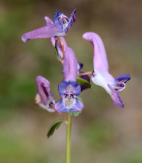 Fumewort - Corydalis solida Habitat: Wet, mixed forest
https://www.jungledragon.com/image/126533/fumewort_-_corydalis_solida.html
https://www.jungledragon.com/image/126535/fumewort_-_corydalis_solida.html Corydalis solida,Fumewort,Geotagged,Spring,United States,corydalis