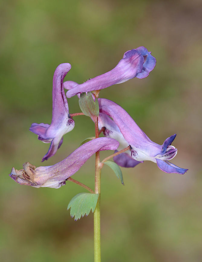 Fumewort - Corydalis solida This is the 11,000th photo that I&#039;ve shared on JungleDragon!<br />
<br />
Habitat: Wet, mixed forest<br />
<figure class="photo"><a href="https://www.jungledragon.com/image/126532/fumewort_-_corydalis_solida.html" title="Fumewort - Corydalis solida"><img src="https://s3.amazonaws.com/media.jungledragon.com/images/3232/126532_thumb.jpg?AWSAccessKeyId=05GMT0V3GWVNE7GGM1R2&Expires=1763596810&Signature=PB2YN7VLrsk4iwk8jwBrM9WZ9hg%3D" width="134" height="152" alt="Fumewort - Corydalis solida Habitat: Wet, mixed forest<br />
https://www.jungledragon.com/image/126533/fumewort_-_corydalis_solida.html<br />
https://www.jungledragon.com/image/126535/fumewort_-_corydalis_solida.html Corydalis solida,Fumewort,Geotagged,Spring,United States,corydalis" /></a></figure><br />
<figure class="photo"><a href="https://www.jungledragon.com/image/126535/fumewort_-_corydalis_solida.html" title="Fumewort - Corydalis solida"><img src="https://s3.amazonaws.com/media.jungledragon.com/images/3232/126535_thumb.jpg?AWSAccessKeyId=05GMT0V3GWVNE7GGM1R2&Expires=1763596810&Signature=x6PibLQLWcu%2FLuP2hCT%2F%2BMYYB60%3D" width="200" height="188" alt="Fumewort - Corydalis solida Habitat: Wet, mixed forest<br />
https://www.jungledragon.com/image/126533/fumewort_-_corydalis_solida.html<br />
https://www.jungledragon.com/image/126535/fumewort_-_corydalis_solida.html<br />
https://www.jungledragon.com/image/126532/fumewort_-_corydalis_solida.html Corydalis solida,Fumewort,Geotagged,Spring,United States" /></a></figure><br />
 Corydalis,Corydalis solida,Fumewort,Geotagged,Papaveracae,Spring,United States